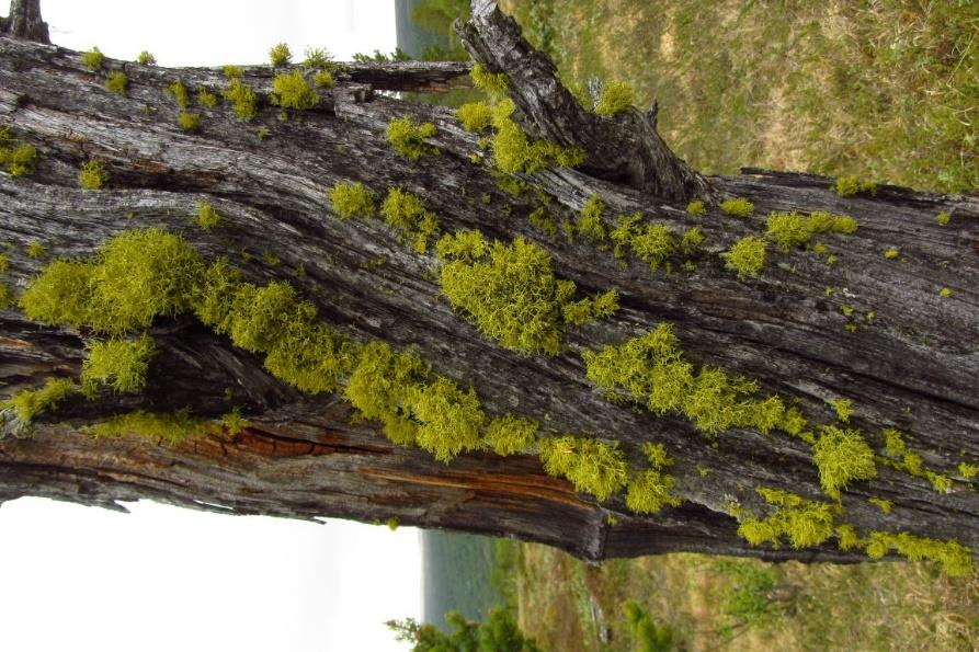 Övrigt Ett fynd gjordes av varglav NT på nordsidan av en 4 meter hög tallhögstubbe.