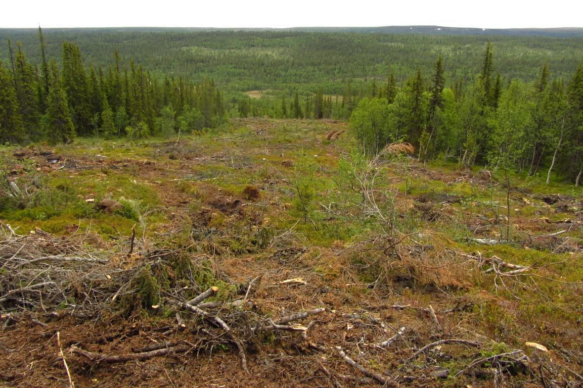 Områdets utnyttjas av tättingar och kan fortfarande antas användas av t.ex.