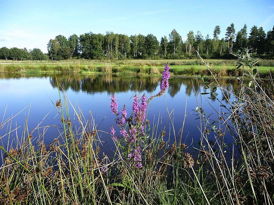 10. NATURMARK/LANSKAPSVÅRD En golfbanas delar har olika påverkan på den biologiska mångfalden.