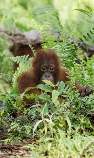 Bakgrund Save the Orangutan jobbar för att säkra den utrotningshotade Borneoorangutangen (Pongo pygmaeus) och dess regnskogshem på Borneo.