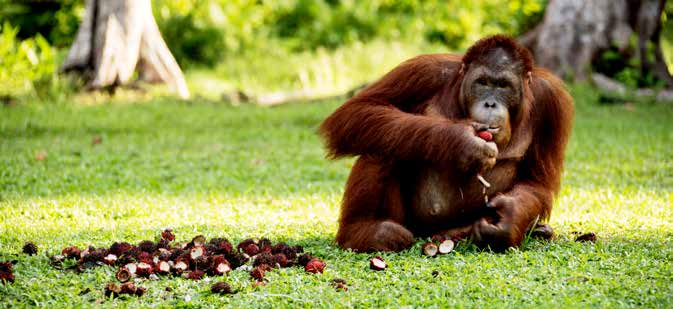 Det här vill Save the Orangutan uppnå Save the Orangutan vill att Borneos orangutanger ska kunna leva ett fritt liv i regnskogen även i framtiden.