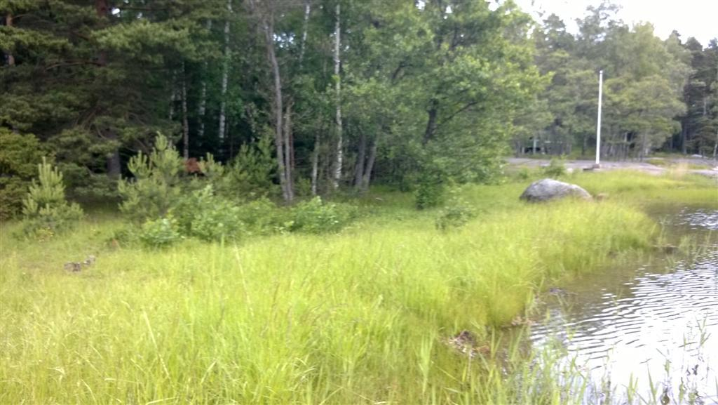 Området består i huvudsak av barrträdsdominerande skog som inte har sköts regelbundet och kommit åt att växa förhållandevis tät.