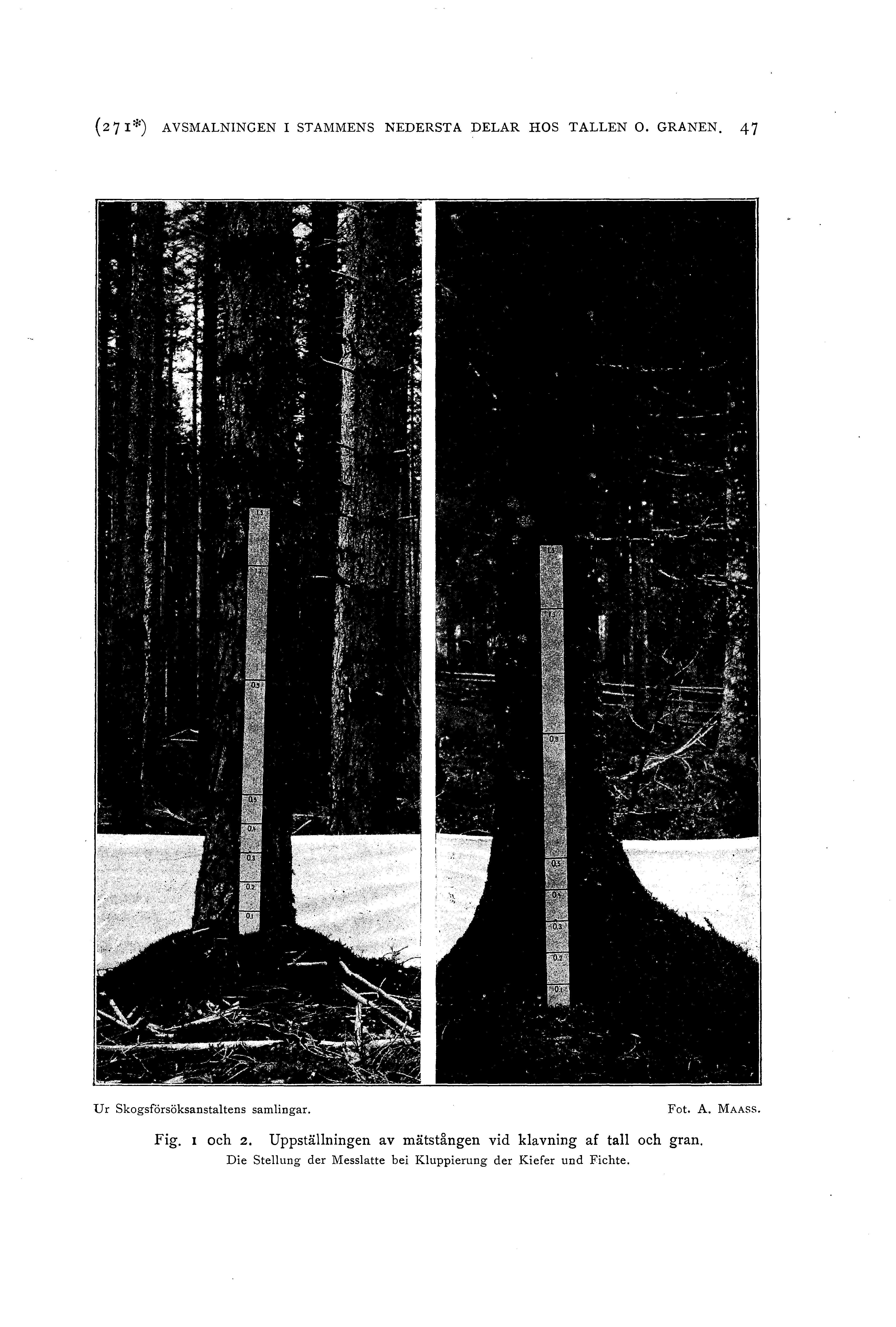 (27 1*) AVSMALNINGEN I STAMMENS NEDERSTA DELAR HOS TALLEN O. GRANEN. 47 Ur Skogsfårsöksanstatens samingar. Fot. A. MAASS. Fig.