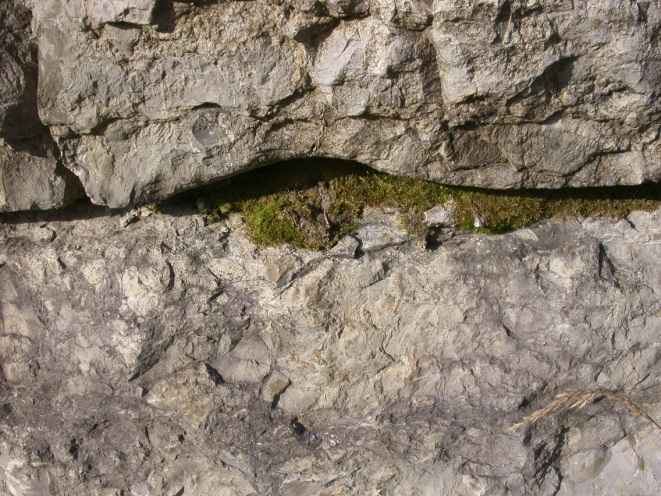 2 Värdefull struktur: Berg Ett stort antal kärlväxter, mossor och lavar, växer på olika typer av stensubstrat.