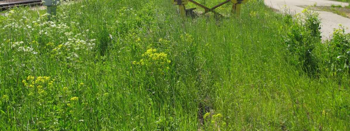 En registrering av gräs kommer förhoppningsvis att ge stora möjligheter att beskriva de gräsknutna naturvärdena på stationsområden. Figur 34.