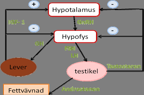 Figur 1. Illustrering av hormonregleringen av androstenon och testosteron. Tillväxthormon (GH) frisätts även det från hypofysen och påverkar bland annat tillväxt och metabolism (Le Roith et al.