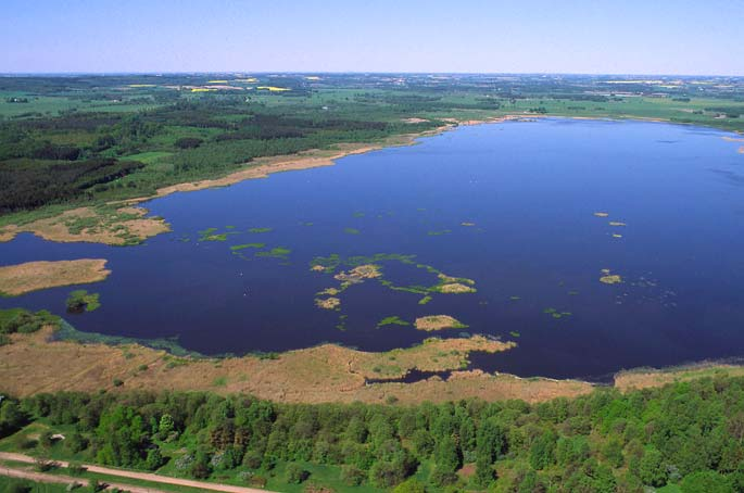 Inledning I dagens torrlagda landskap utgör våtmarker som exempelvis grunda slättsjöar och dammar viktiga häckningsplatser för många fågelarter.
