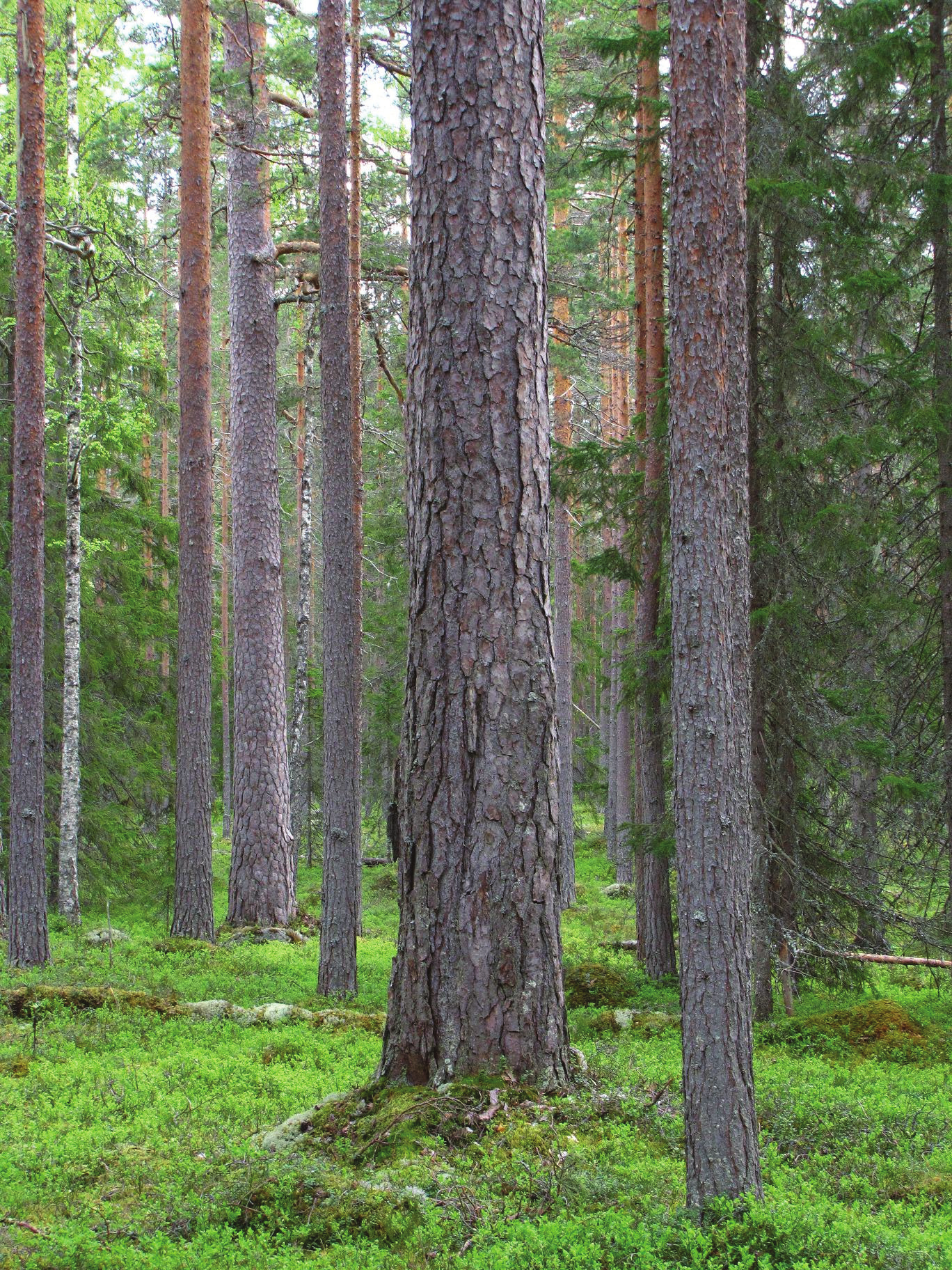 Flerskiktad tallskog.