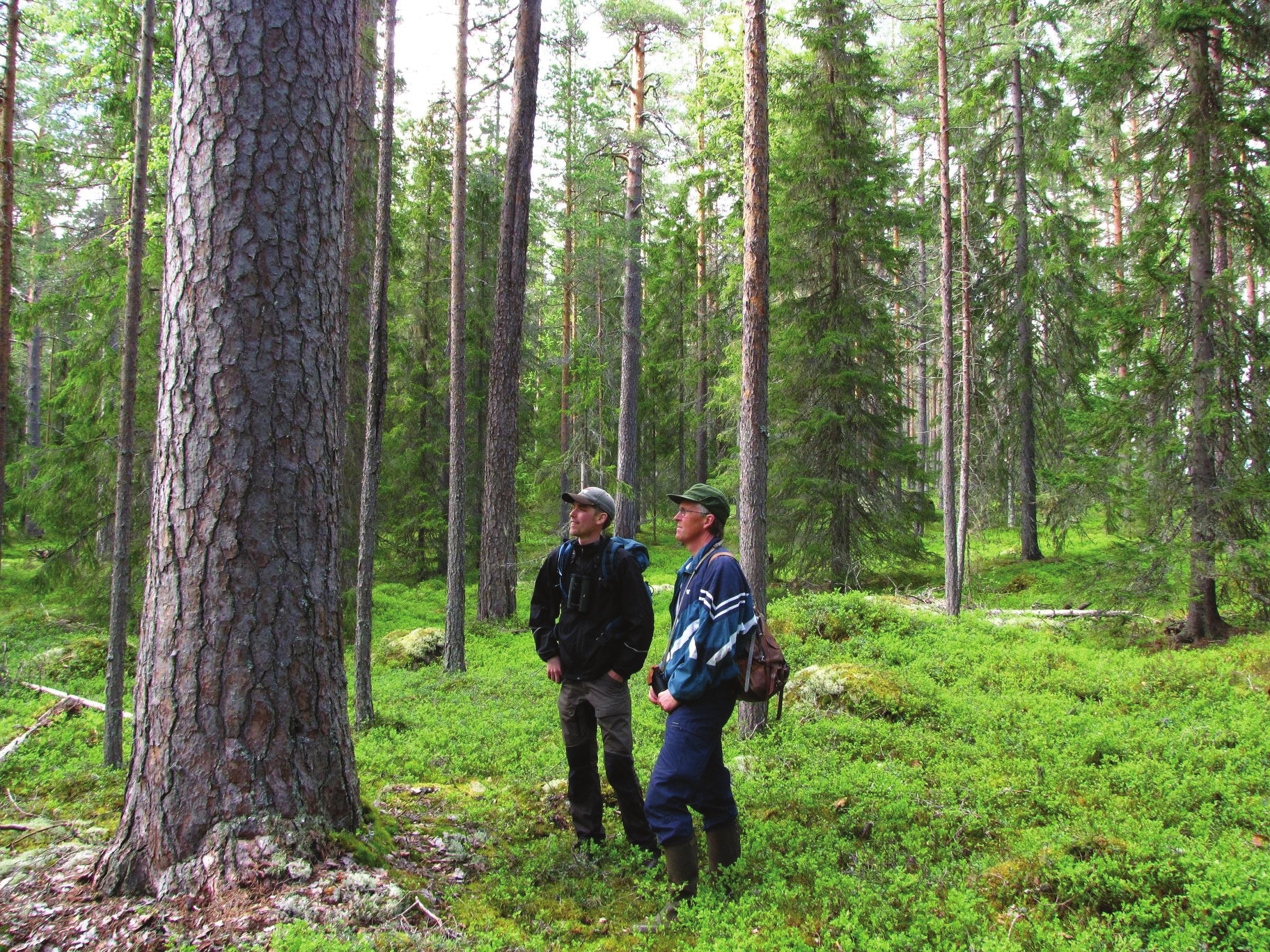 Per Ax och Bengt Oldhammer från Orsa naturskyddsförening. Värmderåsens naturskog hyser minst 25 rödlistade arter och många signalarter. Foto: Sebastian Kirppu.