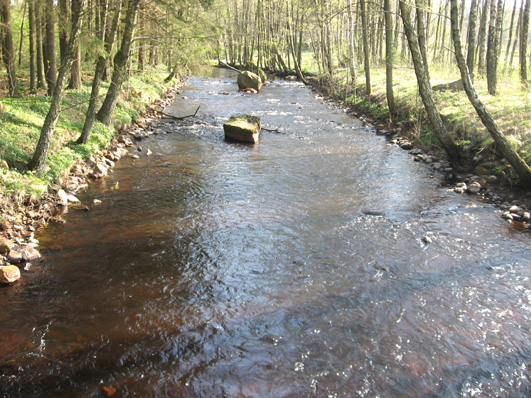 Bottenfauna i Hallands län 28 2 Vattensystem: Vattendrag/namn: Provpunktsbeteckning: STENSÅN Stensån, Kungsbygget HALST3 Provdatum: Lokaltyp: Å 28429 Naturligt/grävt: naturligt Lokal lämplig för