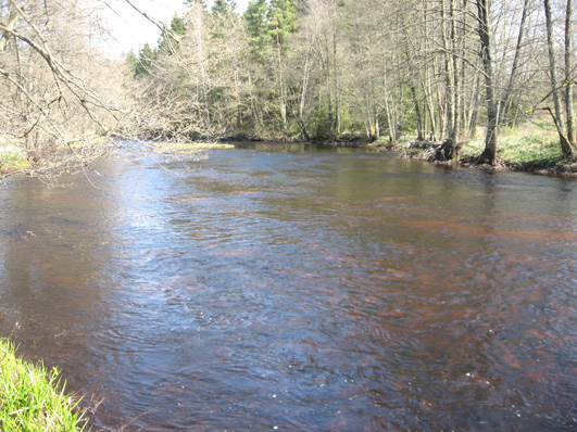 Bottenfauna i Hallands län 28 66 Vattensystem: Vattendrag/namn: Provpunktsbeteckning: ÄTRAN Högvadsån, Ullared HALÄ4 Provdatum: Lokaltyp: Å 28429 Naturligt/grävt: naturligt Lokal lämplig för