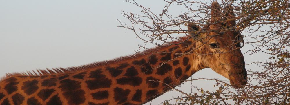 - 8 - Alternativ 2: Protea Kruger Gate Lodge Ni lämnar tåget 06:00 och reser genom Krugerparken i öppna safarifordon och ni anländer ungefär mitt på dagen vid Kruger Gate Protea Lodge, som ligger