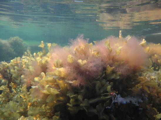 (Fucus vesiculosus). Blåstångsbältet (> % yttäckning) förekom från 2,3 m djup och täckte % av botten från,9 m djup.