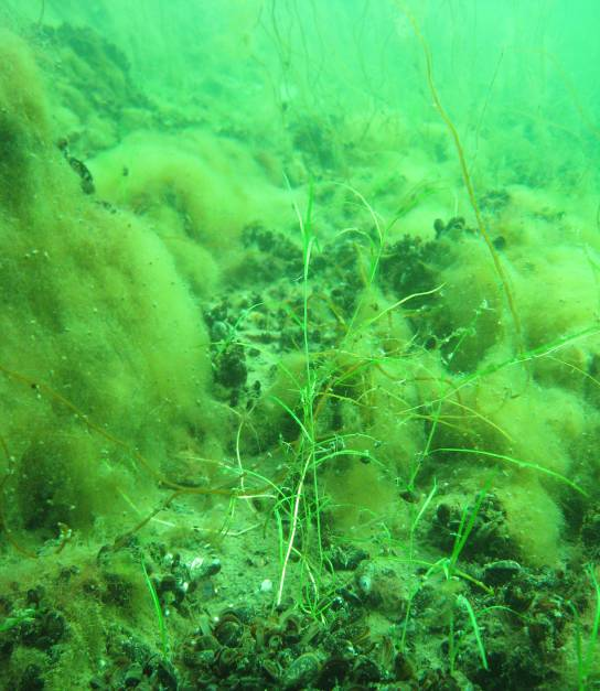 Bild. Transekt E23. Till vänster. Blockig botten täckt av blåmusslor, halvlös brunslick sudare och hårsärv. Till höger: Djupare sedimentrik botten med blåmusslor och rödblad. Foto. M. Borgiel.