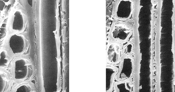 Figur 2 illustrerar skillnaden mellan vanligt och komprimerat virke. Det är bilden till höger som visar hur träets mikrostruktur ser ut efter komprimering. Figur 2.
