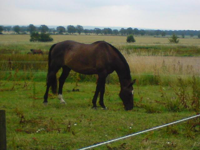 feral and stabled Handledare: Margareta Rundgren Inst.