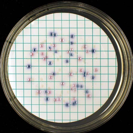 Agar, 7 C 1 ml 1 ml m-enterococcus Agar, 7 C m-pseudomonas CN Agar, 7 C 1