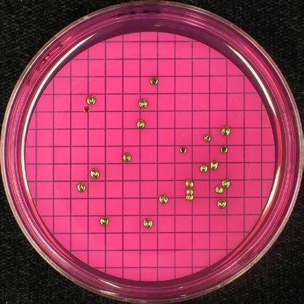 Blandning B m-endo Agar LES, 7 C m-laktos TTC Agar, 7 C 1 ml 1 ml m-fc Agar, 44 C Chromocult Coliform Agar, 7 C 1 ml 1 ml