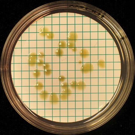 Chromocult Coliform Agar, 7 C 1 ml 1 ml