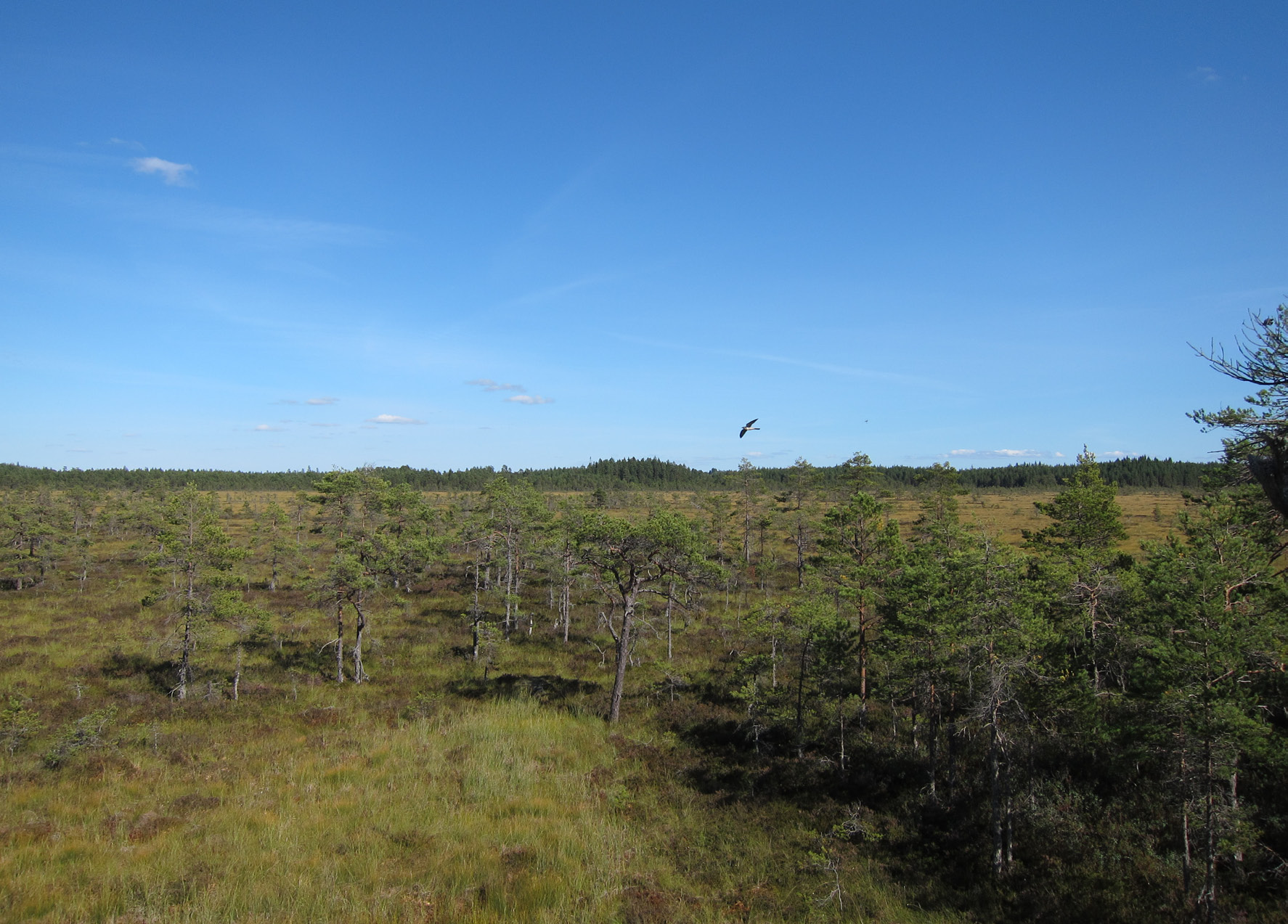 3 Landskapets förutsättningar och bevarandevärden Inför miljöprövningen är det av betydelse att de natur- och landskapsmässiga värden som finns dokumenterade i utredningsområdet relateras till vad