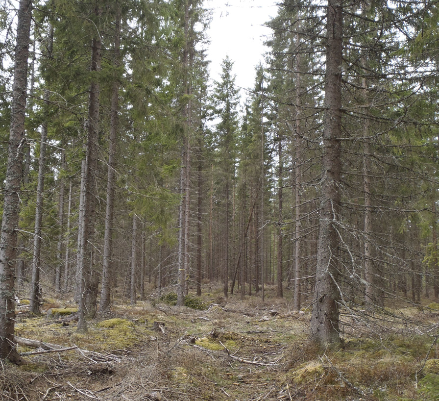 4 Naturresurser Kapitlet beskriver de förutsättningar som råder i området för den planerade vindkraftanläggningen med avseende på aspekterna naturresurser och markanvändning. 4.