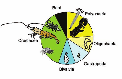 OMRÅDESBESKRIVNING VINDKRAFTSPARKEN 63 flesta endast finns i saltare vatten. Av makrozoobentos-arterna i Östersjön utgör anneliderna (skäggmaskar) och havsborstsmaskar (Poluchaeta) den största delen.