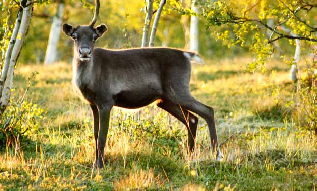 Renar och vindkraft Domesticerade renar är nära förknippade med renskötseln. De hanteras under kortare perioder vid samlingar och skiljningar, men lever trots det till största delen som vilda djur.