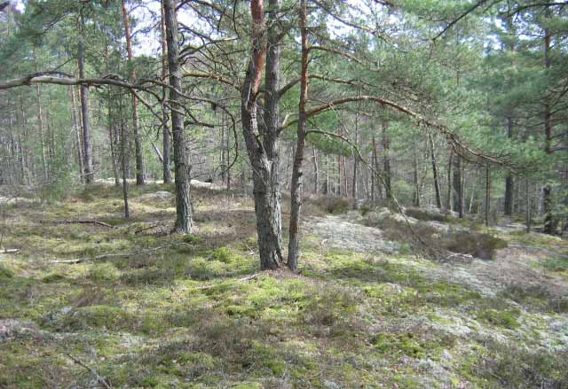 om Tokebacka (område 5) och ekskogen söder om Risa (område 20) fått klass 2.