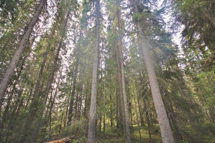 Skog i Raftsjöhöjden