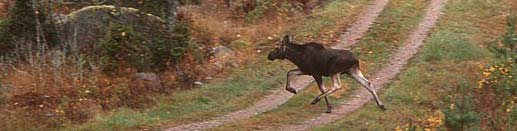 Bakgrund Norn 2005, Sv. Naturförvaltning AB Spillningsinventering är en av flera möjliga metoder för att ta fram index över klövviltstammars utveckling.