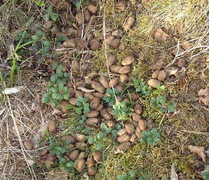 Att fler spillningshögar räknades in år 2005 stöds av ÄlgObs som också visade ökad observationsfrekvens jämfört med det föregående året.