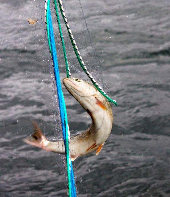 ökar således fångsten av röding i fritidsfisket, jämfört med 2003 och 2006 har de sammanlagda fångsterna i fisket mer än fördubblats.