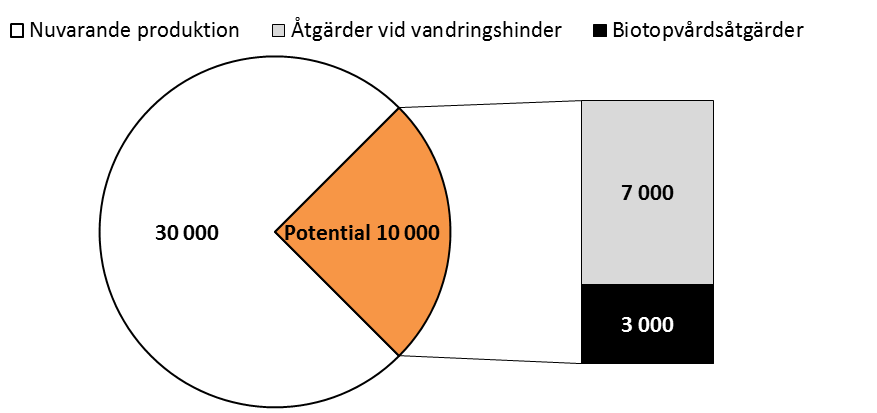 Fyndet gjordes under lektid då öringen är fredad och i ett vattendrag som är känt för att hysa förhållandevis stora mängder lekfisk. Figur 4. På bilden syns flera icke tillåtna fiskeredskap (ljuster).