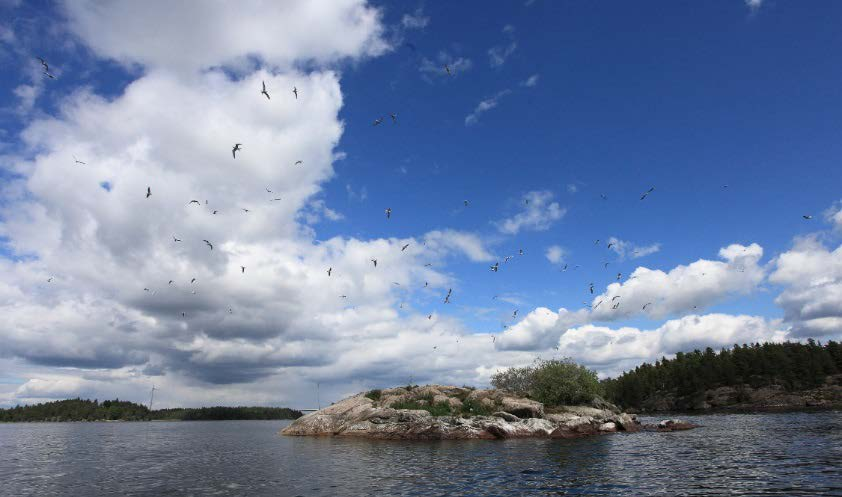 råde 3), men efter dessa år har endast enstaka par häckat där. På Fjuk fanns Vätterns största koloni vid inventeringarna 2002-03 med 230-260 ex. Här har bara enstaka häckningar noterats sedan dess, t.