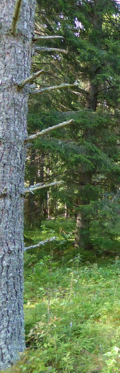 RÄTTSFÖRHÅLLANDEN FASTIGHET Åmål Strömsberg 1:5 ÄGARE Staffan Onsjö AREAL Areal enligt fastighetsregistret Areal enligt skogsbruksplan Produktiv skogsmark Impediment skog Väg och kraftledning