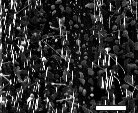 Colloidal particles 5 nm Au colloid from toluene solution.
