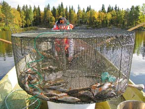 BONGA MED KATSA Katsan är ett traditionellt finskt fiskeredskap och den lämpar sig utmärkt för att fånga både matfisk och för vårdfiske.