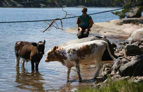 Elevblad Hjälmö Bilaga 4:4 Hagen Hjälmös djur, får och kor åker ut till öarna i naturreservatet för att beta.