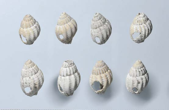 Fig. 4. En av de marina snäckorna (Nasarius reticulatus) liggande in situ i det naturligt snäckrika lagret av kalkgyttja, FP878. Foto: Arne Sjöström.