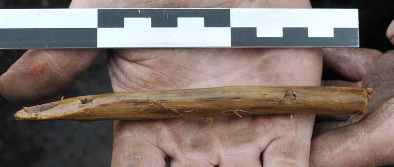 Fig. 36. Rönneholm 10:3. Spetsad pinne från det västra utkastlagret. Foto: Arne Sjöström. Käppar och trämaterial I lager 10:3 framkom 13 upprättstående käppar som tryckts ner i starr-vasstorven (fig.