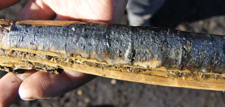 Fig. 41. Grillklyka funnen i schakt 35 i lager 10:GDG, med den huggna spetsen till höger. Skalstockens längd: 0,3 m. Foto: Arne Sjöström.