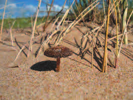 Mellan glesa strån i den yttersta dynen trivs svampen dynsprödling (Psathyrella ammophila). Missgynnad enligt svenska Artdatabankens kriterier Foto: Kill Persson Asien och Alaska.