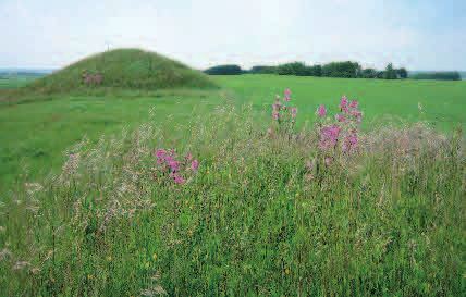 Naturvårdseffekter av fornvård Foto: Bengt Johansson Bengt Johansson Länsstyrelsen i Hallands Fornvårdsprogram, som varit igång sedan slutet av 1960- talet, har inte bara som resultat att länets