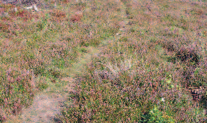 Det biologiska kulturarvet restaureras i Äskhult och Gårdshult Foto: Krister Larsson Krister Larsson Från en steril barrmatta till en blommade ljunghed.
