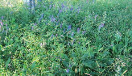 Foto: Bengt Johansson började. På en del gravhögar kan det till och med finnas kvar flora sedan bronsåldern, vilket förre länsantikvarien Lennart Lundborg beskriver i tidskriften I Halland nr 2, 2005.