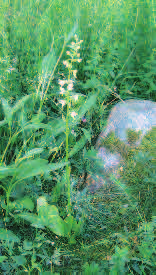 Gnag av fårskallar gav vaxiga svampar GRAVFÄLTET HÖGABERG I GRIMETON har tidigare betats av nötkreatur och betesdriften har här utvecklat en fin flora med bland annat backsippa.