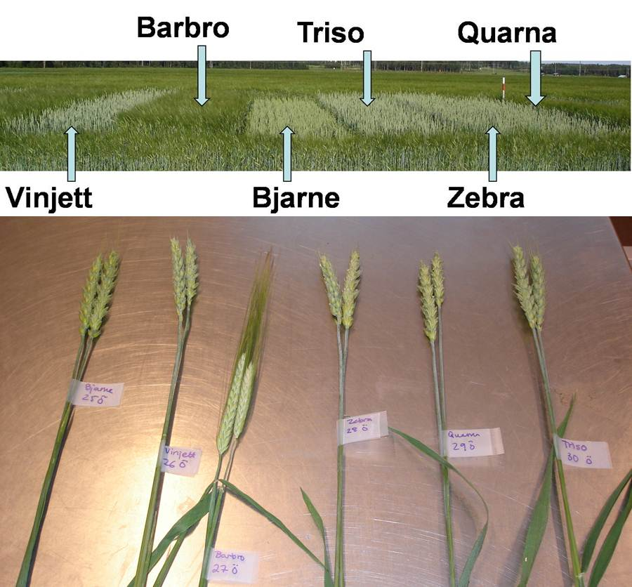 Bild 1. Översikt över de sex spannmålssorterna Innan varje skörd klipptes ett prov (en stor näve) med ca 10 cm stubbhöjd och detta skedde på alla platser.