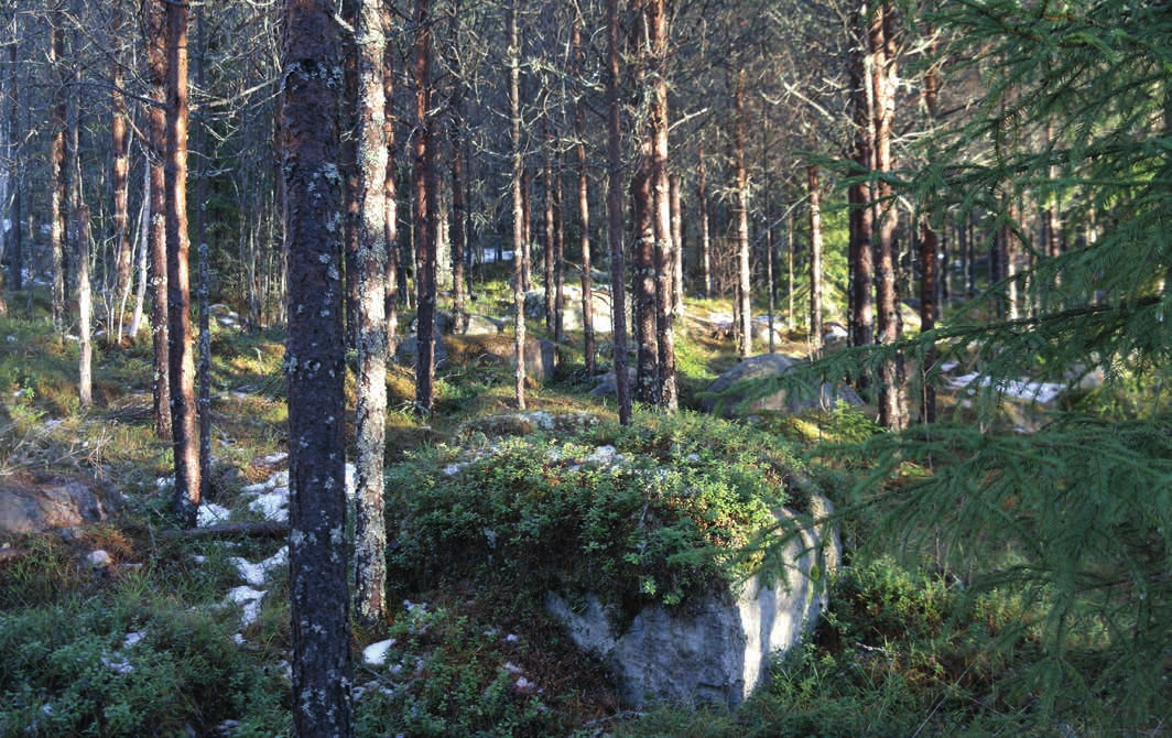 SKOG OCH MARK SKOGSMARK Fastigheten omfattar enligt skogsbruksplanen 118,4 ha produktiv skogsmark. Virkesförrådet uppskattas till 7 809 m³sk, vilket motsvarar 66 m³sk per hektar.