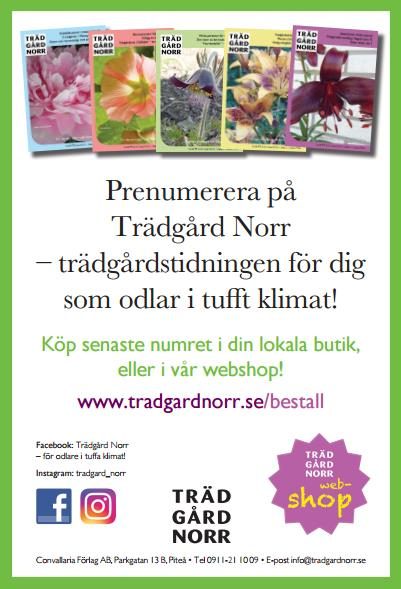 Oves Plantor Ersmark Vi har massor med växter och tillbehör tex 170
