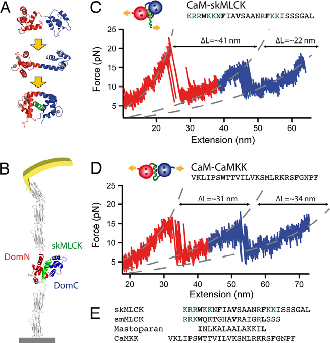 Fråga 1: Calmodulin, CaM, är ett protein med fyra Ca 2+ bindande sites. Vid inbindning sker konformationsändring till olika grad hos CaM.